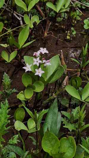 Bogbean (Menyanthes)(Menyanthes)