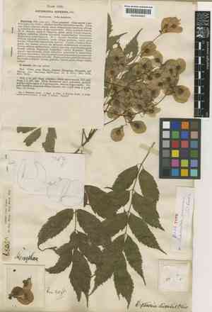 Dipteronia dyeriana(Dipteronia dyeriana)