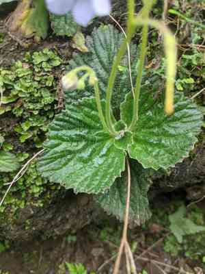 Boea hygrometrica(Boea hygrometrica)