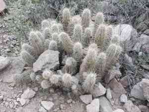 Pinkflower hedgehog cactus(Echinocereus bonkerae)