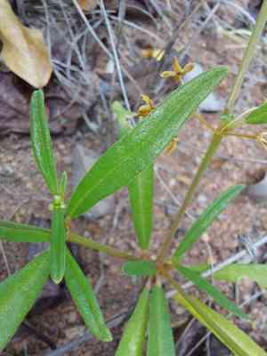 Gisekia (Gisekia)(Gisekia)