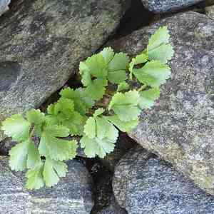 Lovage (Ligusticum)(Ligusticum)