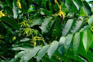 Cananga (Cananga)(Cananga)