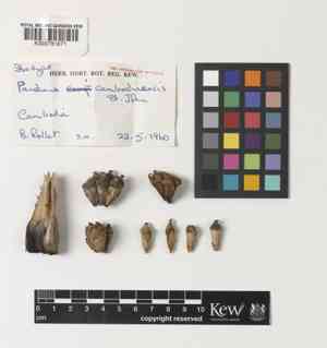 Pandans (Pandanus)(Pandanus)