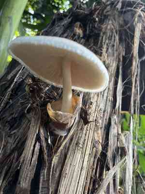 Paddy straw mushroom(Volvariella volvacea)
