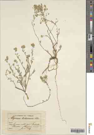 Alyssum tortuosum(Alyssum tortuosum)