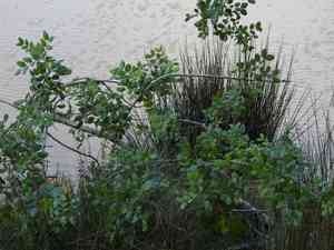 Ceratonia (Ceratonia)(Ceratonia)
