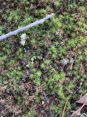 Ohio haircap moss(Polytrichastrum ohioense)