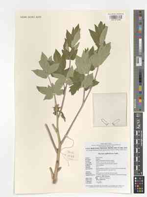 Tree peony(Paeonia suffruticosa)