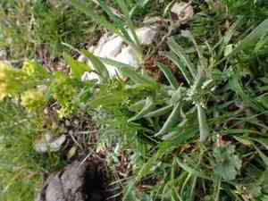 Musk weeds (Myagrum)(Myagrum)