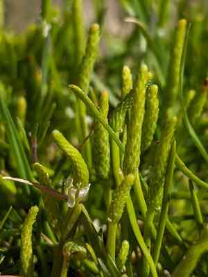 Mousetails (Myosurus)(Myosurus)