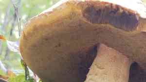 King bolete(Boletus edulis)