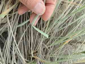 Spinifex (Spinifex)(Spinifex)