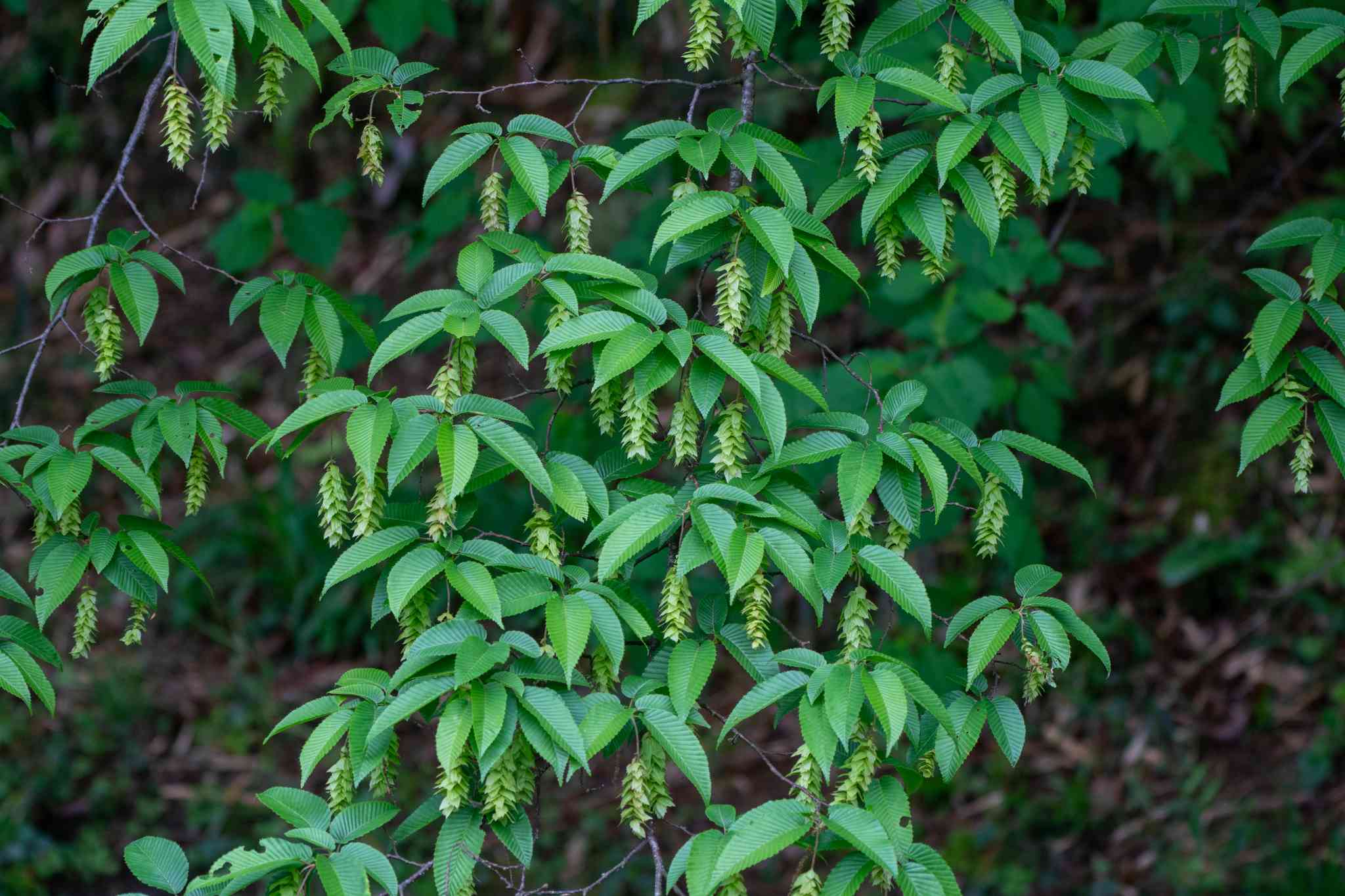 Japanese hornbeam