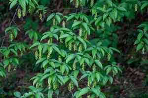 Japanese hornbeam(Carpinus japonica)