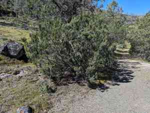 Shasta cypress(Cupressus macnabiana)