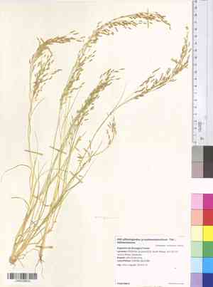 Teff(Eragrostis tef)