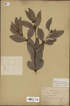 Boxwood(Buxus megistophylla)