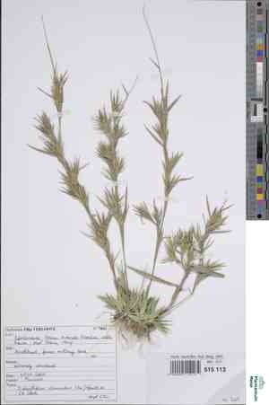 Woolly panic grass(Panicum acuminatum)