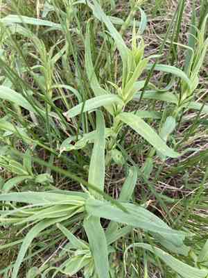 Baby's-breath (Gypsophila)(Gypsophila)