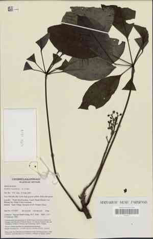 Ivy tree(Schefflera heptaphylla)