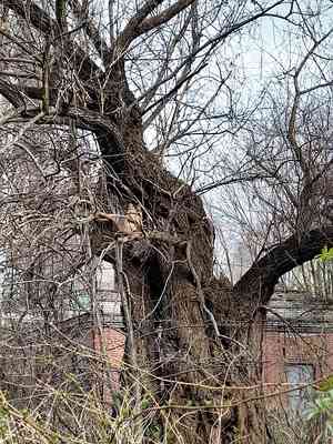Crack willow(Salix fragilis)