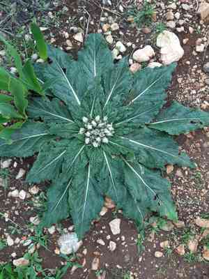 Mandrakes (Mandragora)(Mandragora)