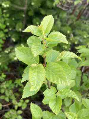Dwarf white birch(Betula minor)