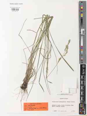 Texasgrass(Vaseyochloa multinervosa)