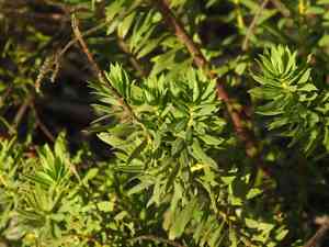 Daphnes (Daphne)(Daphne)