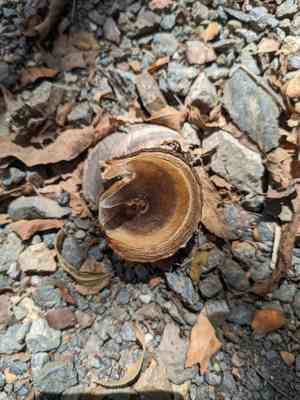Sandbox trees (Hura)(Hura)