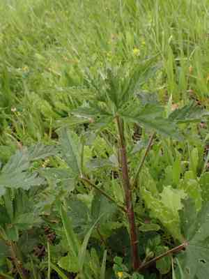 Marshmallows (Althaea)(Althaea)
