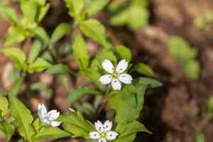 False starwort(Pseudostellaria heterophylla)