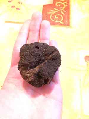 Black truffle(Tuber melanosporum)