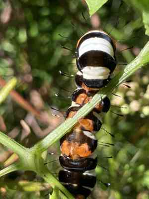 Agarista (Agarista)(Agarista)