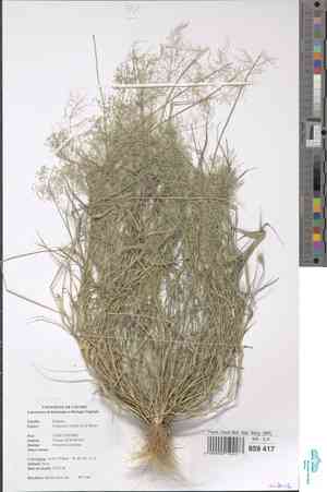 Japanese lovegrass(Eragrostis amabilis)