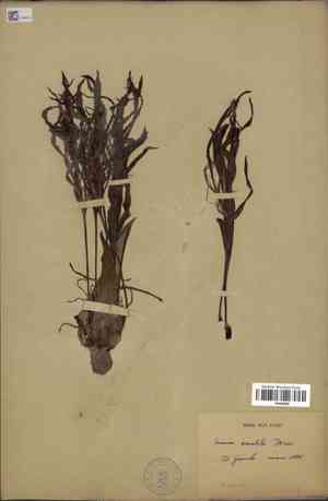 Poison Bulb(Crinum amabile)