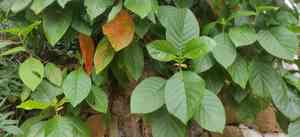 Jesuit's bark (Cinchona)(Cinchona)