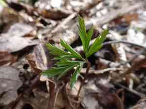 Wood anemone(Anemone nemorosa)