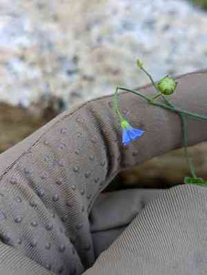 Midnightblue clustervine(Jacquemontia agrestis)