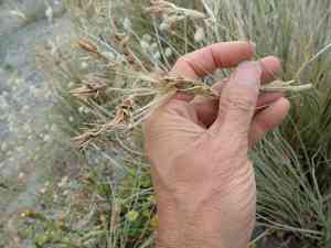 Spinifex (Spinifex)(Spinifex)