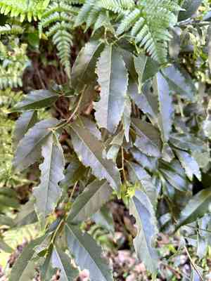 Peach-leaf holly(Ilex chinensis)