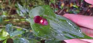 Bonnet orchid (Pleurothallis)(Pleurothallis)