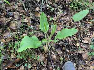 Great Hound's Tongue(Adelinia grande)