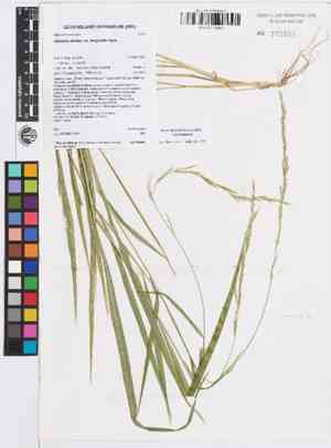 Blue lawngrass(Garnotia stricta)