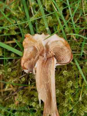Pholiota nameko(Pholiota nameko)