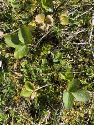Lovage (Ligusticum)(Ligusticum)