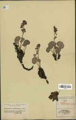 Alumroot brookfoam(Boykinia heucheriformis)
