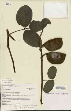 Wilson's clusterpea(Dioclea wilsonii)