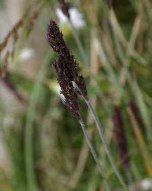Spiked oatgrass(Trisetum spicatum)